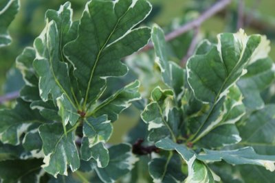 Quercus robur 'Argenteomarginata' - dub letní - jarní listy